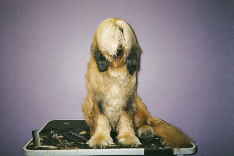 A cockapoo with an overgrown coat waiting for its groom