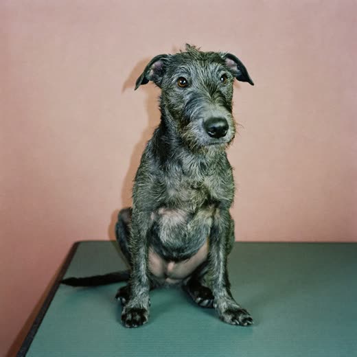 A border terrier with a tidy hand-stripped wiry coat