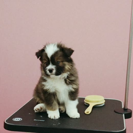 A young puppy sitting calmly beside a soft grooming brush